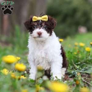 Avery, Yorkie Poo Puppy